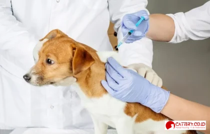 vaksin anjing jenis jadwal