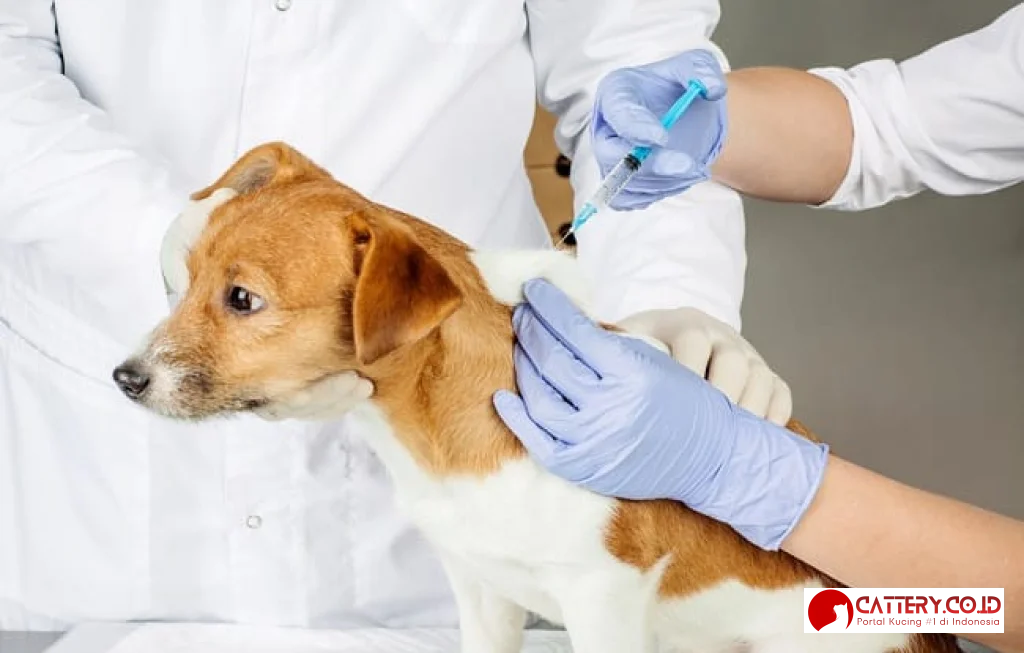 vaksin anjing jenis jadwal