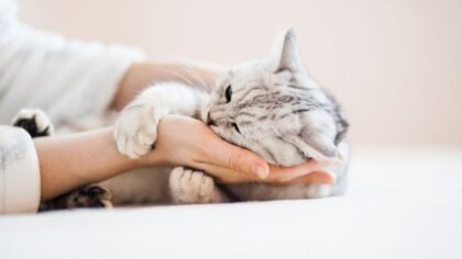 Kucing