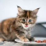 Kitten