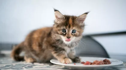 Kitten