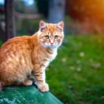 Kucing