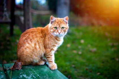 Kucing
