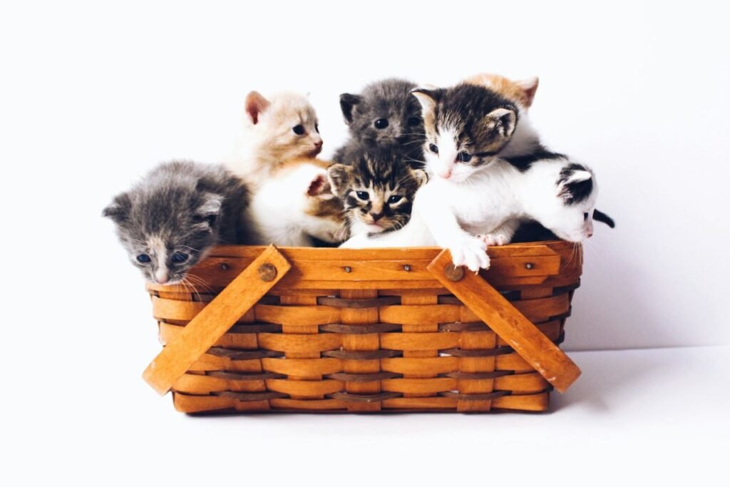 Anak Kucing
