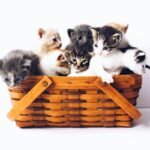 Anak Kucing