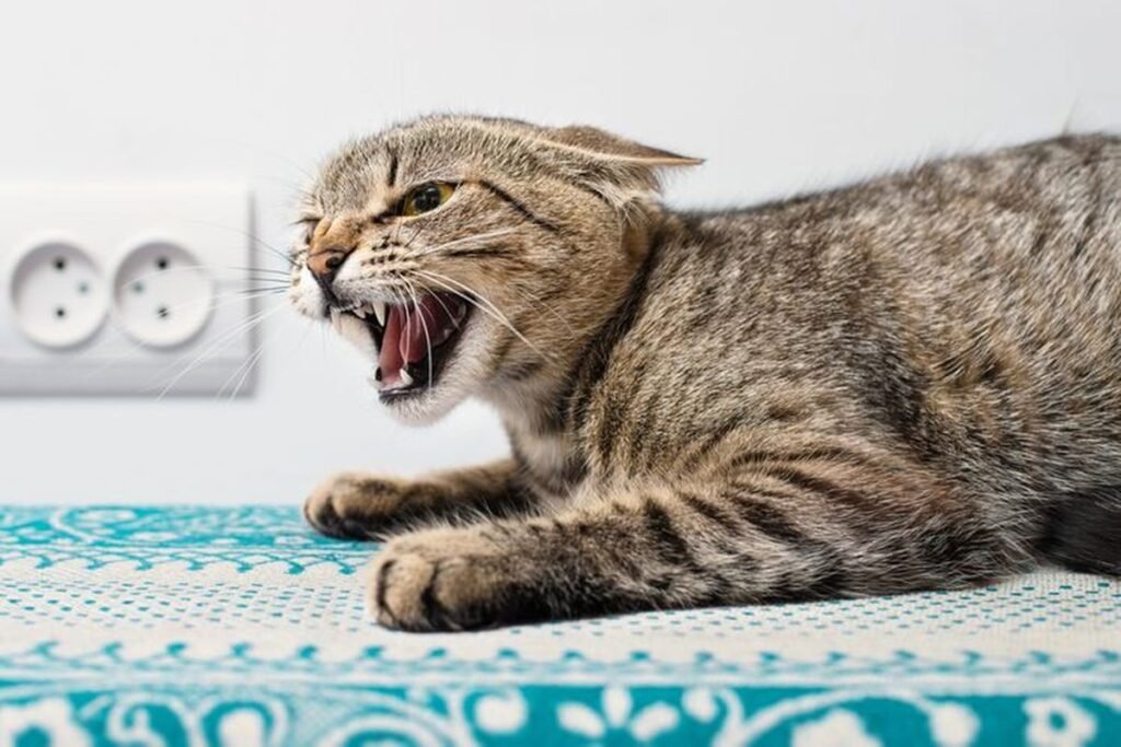 Kucing