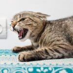 Kucing