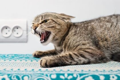 Kucing