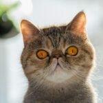 Kucing