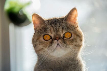 Kucing