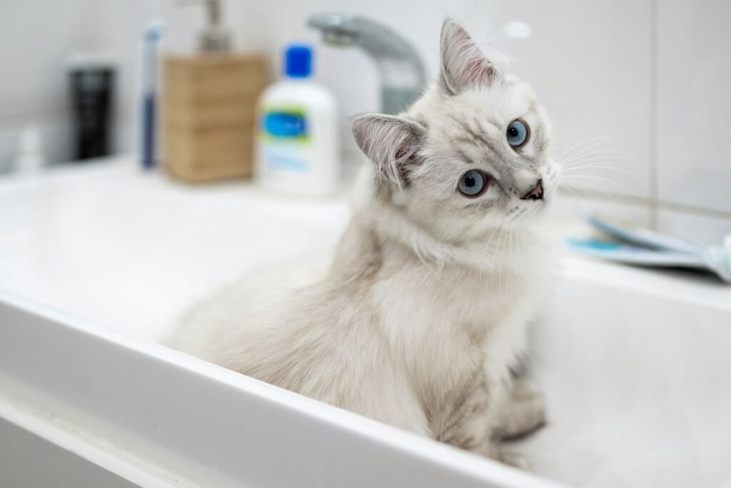Kucing