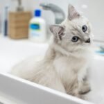 Kucing