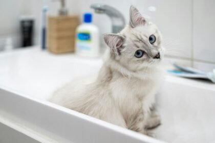 Kucing