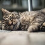 Tanda Kucing Terpapar Virus yang Sering Dikira Sakit Biasa