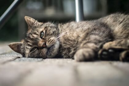 Tanda Kucing Terpapar Virus yang Sering Dikira Sakit Biasa