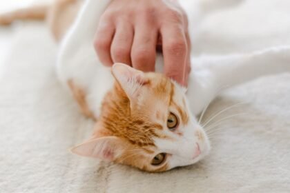 Kucing