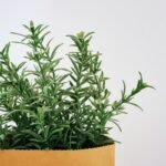 Rosemary