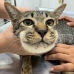 Kucing