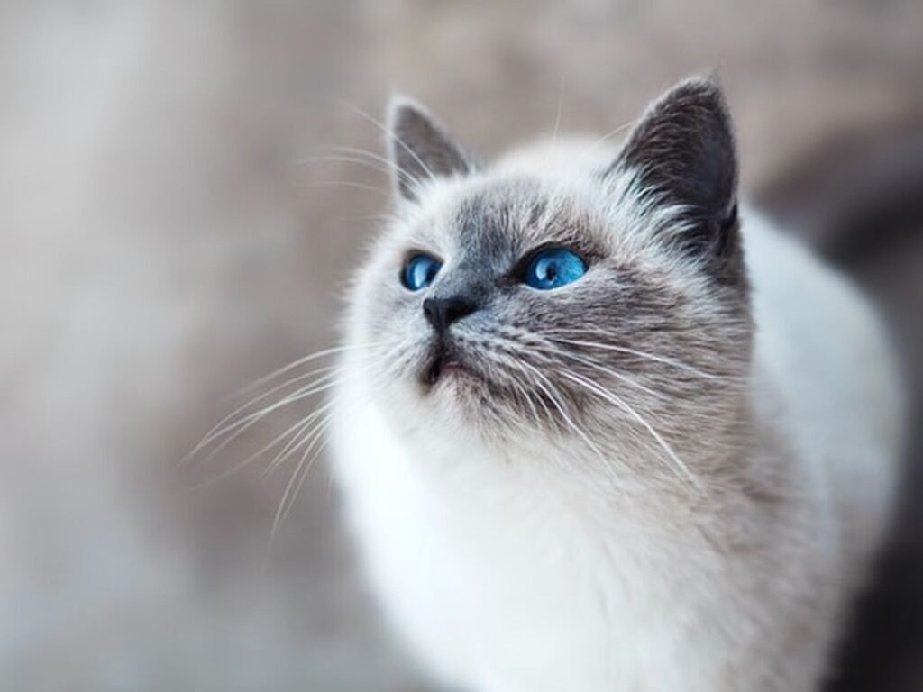 Kucing Himalaya, Pesona Mata Biru dan Perawatan yang Tidak Boleh Diabaikan