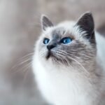 Kucing Himalaya, Pesona Mata Biru dan Perawatan yang Tidak Boleh Diabaikan