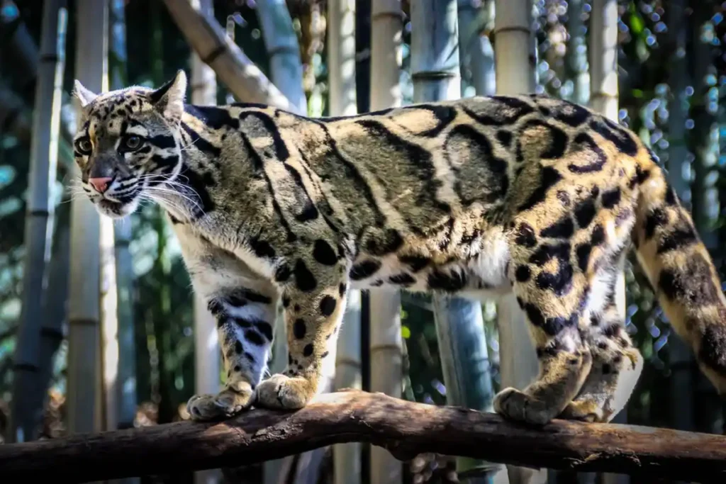 Kucing Hutan yang Hampir Punah, Satwa Pemalu Terdesak di Indonesia