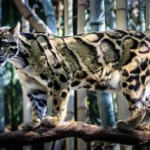 Kucing Hutan yang Hampir Punah, Satwa Pemalu Terdesak di Indonesia