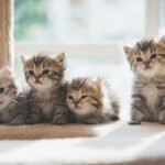 Anak Kucing