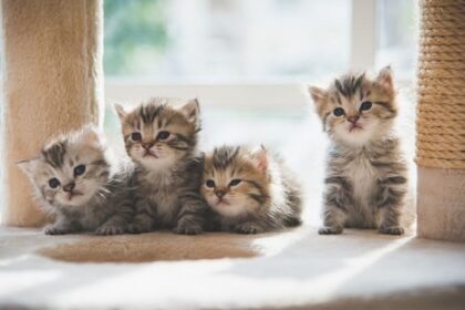 Anak Kucing