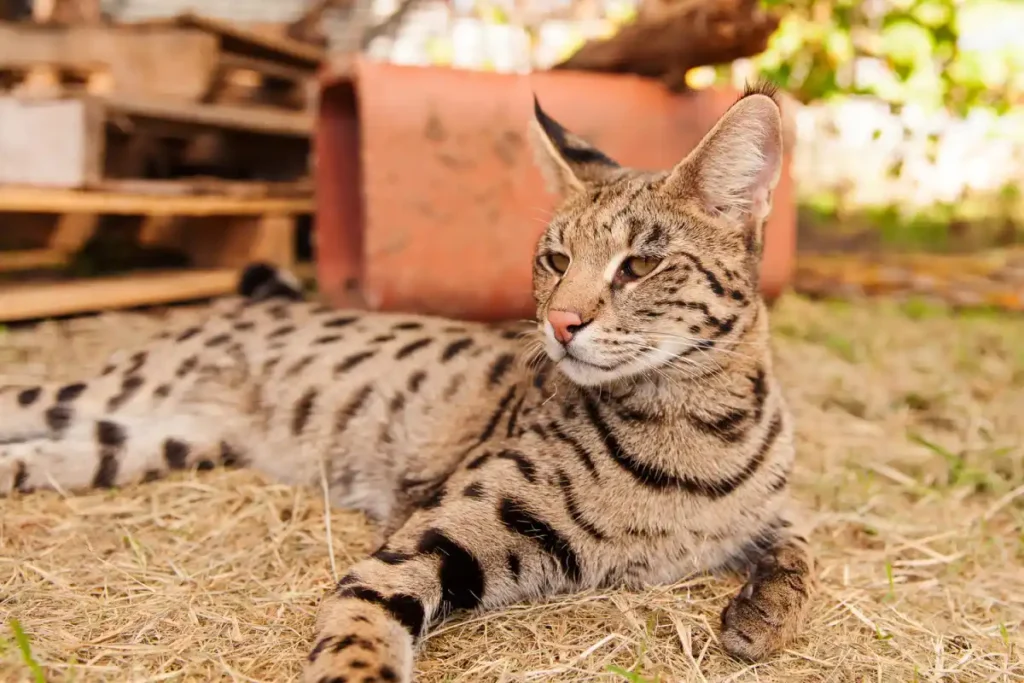 Kucing Termahal Saat Ini, Savannah F1 Bisa Tembus Puluhan Ribu Dolar
