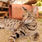 Kucing Termahal Saat Ini, Savannah F1 Bisa Tembus Puluhan Ribu Dolar