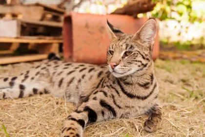 Kucing Termahal Saat Ini, Savannah F1 Bisa Tembus Puluhan Ribu Dolar