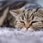 Penyebab Kucing Mencret, Kenali Faktor Pemicu dan Cara Mengatasinya