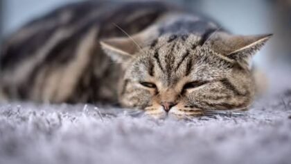 Penyebab Kucing Mencret, Kenali Faktor Pemicu dan Cara Mengatasinya