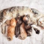 Perawatan Kucing Hamil, Panduan Menjaga Induk Sehat hingga Melahirkan