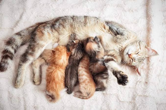 Perawatan Kucing Hamil, Panduan Menjaga Induk Sehat hingga Melahirkan