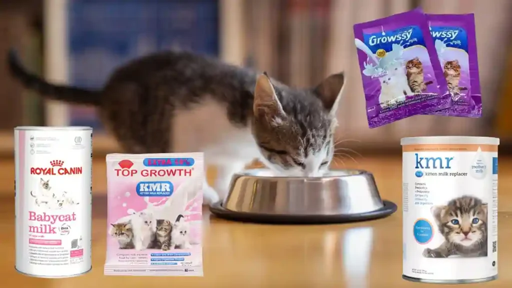 Susu Protein Kucing, Fungsi, Kandungan dan Cara Memilih yang Tepat