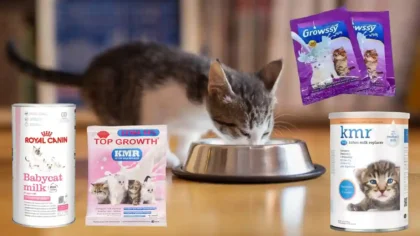 Susu Protein Kucing, Fungsi, Kandungan dan Cara Memilih yang Tepat