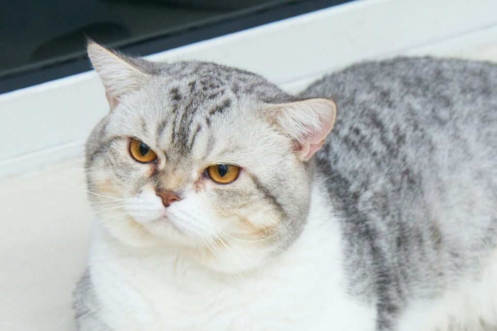 Kucing