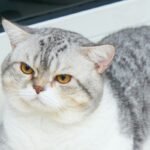 Kucing