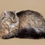 Ciri Kucing Cacingan yang Perlu Dikenali, dari Perut Buncit hingga Berat Turun
