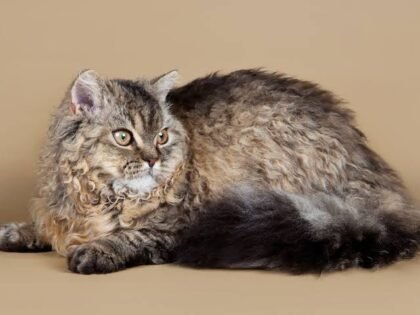 Ciri Kucing Cacingan yang Perlu Dikenali, dari Perut Buncit hingga Berat Turun