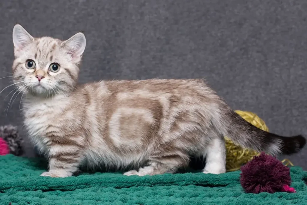 Kucing Munchkin, Mengenal Ras Berkaki Pendek yang Aktif dan Menggemaskan