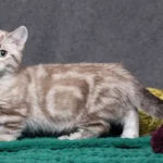 Kucing Munchkin, Mengenal Ras Berkaki Pendek yang Aktif dan Menggemaskan